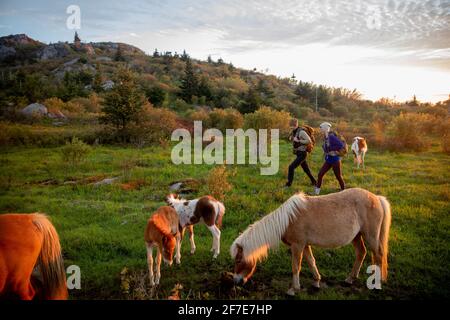 Pärchen wandern mit wilden Ponys auf dem Mount Rogers in Virginia. Stockfoto