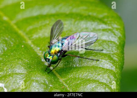 Eine langbeinige Fliege ist auf einem Blatt auf Nahrungssuche. Stockfoto