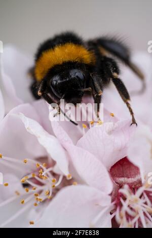 Hummel auf einer Obstbaumblume, sehr effizienter Bestäuber Stockfoto