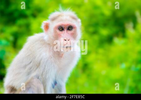 Affe in der Natur posiert, Affe schaut durch die Kamera, Tierwelt Stockfoto