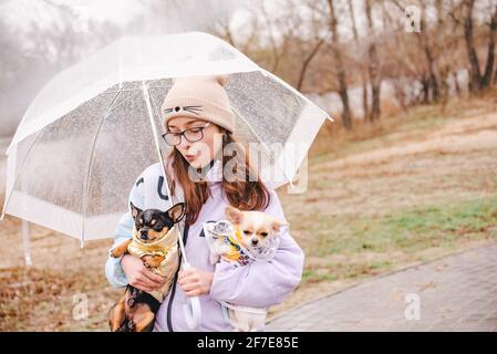 Hübsches Mädchen mit zwei chihuahua Hunden in der Natur. Ein Teenager-Mädchen und zwei gekleidete Hunde kleiner Rassen bei Regenwetter unter einem Regenschirm. Welpen und erwachsenen Hund Stockfoto