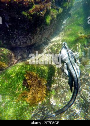 Meeresiguana frisst Algen von einem Lavastein in Punta Espinoza, Insel Fernandina, Galapagos, Ecuador Stockfoto