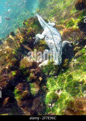 Meeresiguana frisst Algen von einem Lavastein in Punta Espinoza, Insel Fernandina, Galapagos, Ecuador Stockfoto