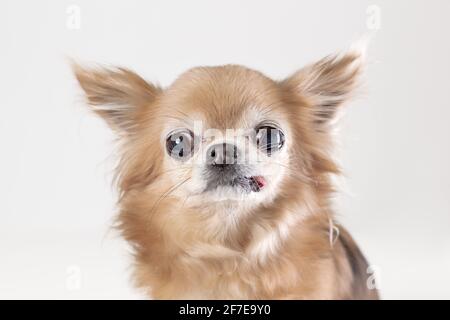 Porträt von lustigen alten Chihuhua Hund mit Zunge aus Stockfoto