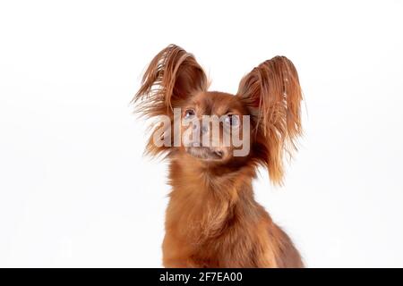 Nahaufnahme Porträt von niedlichen russischen langhaarigen Spielzeug Terrier der roten Farbe Rasse Hund sitzt auf weißem Hintergrund. Speicherplatz kopieren Stockfoto
