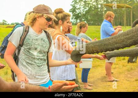 Kapstadt, Südafrika - 5. Januar 2014: Menschen füttern afrikanische Elefanten in Plettenberg Bay, Westkap auf der Garden Route. Weibliche Touristen berühren Stockfoto