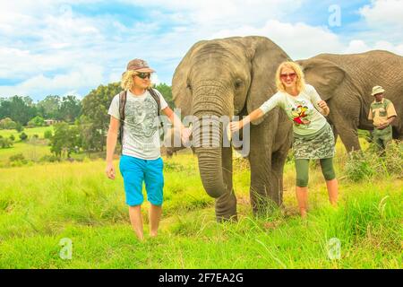 Kapstadt, Südafrika - 5. Januar 2014: Fröhliche Touristen berühren einen afrikanischen Elefanten in Plettenberg Bay, Westkap, an der Garden Route. Weiblich Stockfoto