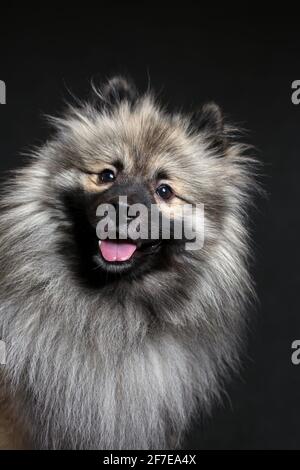 Porträt von lustigen Wolf spitz mit Zunge vor schwarzem Hintergrund. Keeshond reinrassig lächelnder Hund. Stockfoto