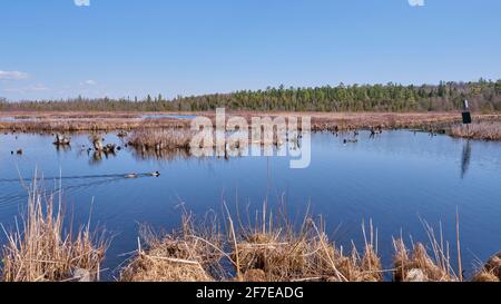 Das George Langman Sanctuary ist ein 61 Hektar großes Grundstück in der Nähe von Orillia, Ontario, Kanada, das als Lebensraum für Vögel und Tiere in einem natürlichen Zustand hinterlassen wurde. Stockfoto