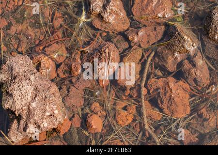 Roter Kies und Pflanzen Trümmer in einem flachen Teich. Stockfoto