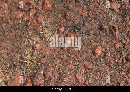 Roter Kies und Pflanzen Trümmer in einem flachen Teich. Stockfoto