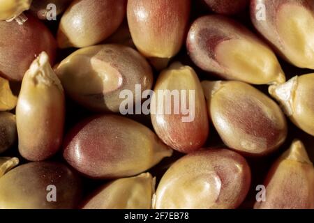 Nahaufnahme von rotem Mais bei Tageslicht. Stockfoto