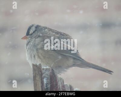 Kalter weißkroniger Sperling im Schnee. Stockfoto