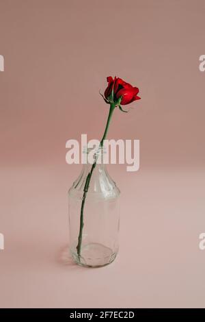 Rote Rosen in Glasvasen auf rosa Hintergrund. Stockfoto
