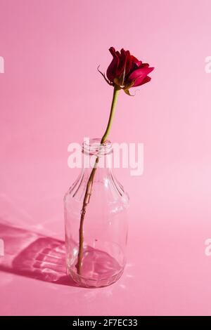 Rote Rosen in Glasvasen auf rosa Hintergrund. Stockfoto