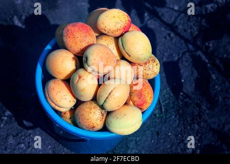 Ernte von Aprikosen . Korb voller frischer und süßer Früchte Stockfoto