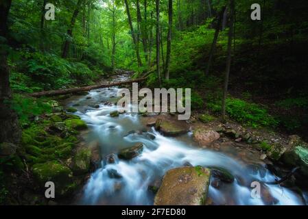 Roaring Run Creek in der Alleghany County Region von Virginia an einem kühlen nebligen späten Frühlingsmorgen. Stockfoto