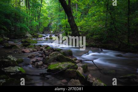 Roaring Run Creek in der Alleghany County Region von Virginia an einem kühlen nebligen späten Frühlingsmorgen. Stockfoto