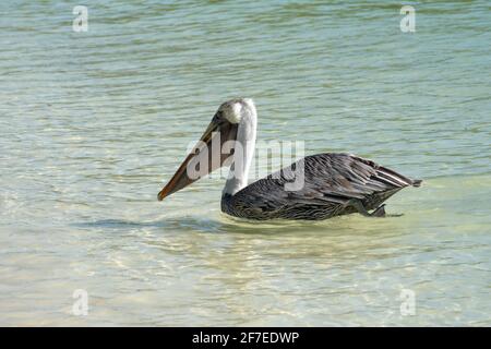 Braunpelikan schwimmt in Tortuga Bay, Santa Cruz Island, Galapagos, Ecuador Stockfoto