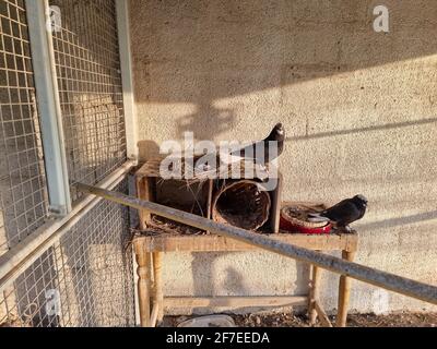 Nahaufnahme der Taube im Nest Stockfoto
