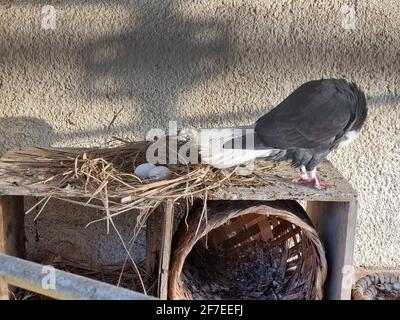 Nahaufnahme der Taube im Nest Stockfoto