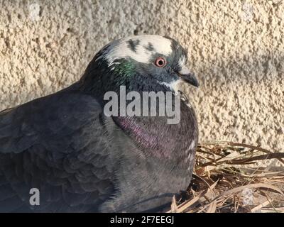 Nahaufnahme der Taube im Nest Stockfoto