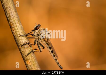 Makroaufnahme von Brown Grasshopper – Nahaufnahme von Brown Grasshopper Insekten. Stockfoto