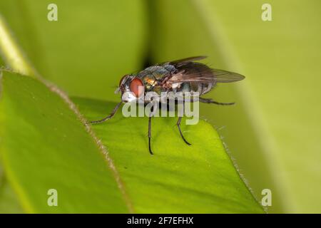 Erwachsene Fliege der Familie Calliphoridae Stockfoto