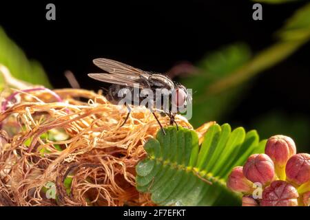 Erwachsene Haus Fliegen der Familie Muscidae Stockfoto