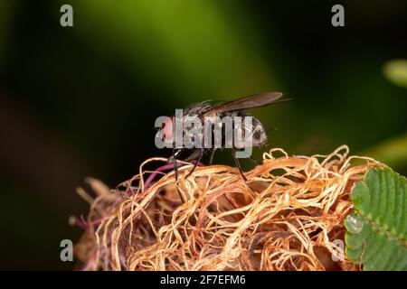 Erwachsene Haus Fliegen der Familie Muscidae Stockfoto