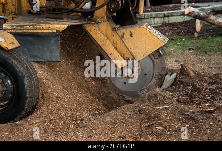 Baumstumpf-Schleifmaschine in Betrieb. Ein Baumstumpffräser wird verwendet, um Baumstümpfe nach dem Entfernen des Baumstamms vom Boden zu entfernen. Stockfoto