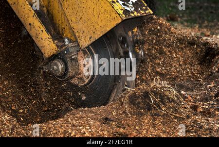 Baumstumpf-Schleifmaschine in Betrieb. Ein Baumstumpffräser wird verwendet, um Baumstümpfe nach dem Entfernen des Baumstamms vom Boden zu entfernen. Stockfoto