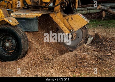 Baumstumpf-Schleifmaschine in Betrieb. Ein Baumstumpffräser wird verwendet, um Baumstümpfe nach dem Entfernen des Baumstamms vom Boden zu entfernen. Stockfoto