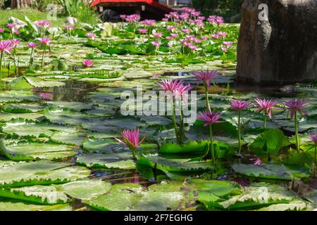 Violette Blumen in einem Stadtpark an einem sonnigen Tag. Stockfoto