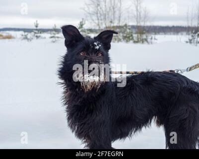 Schwarzer Haustier Hund mit Schnee.. Spielen mit dem Schnee. Liebenswert Hund genießen ihre Zeit, Winter Zeit. Speicherplatz kopieren Stockfoto