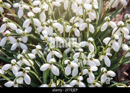 Schneeglöckchen blühen an einem sonnigen Frühlingstag. Stockfoto