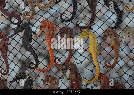 Meeresbewohner, die für andere Zwecke sonnengetrocknet werden Stockfoto