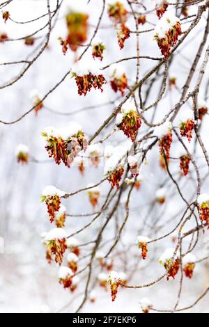 Aschenholz Box Erle Acer Negundo Blumen Schnee Stockfoto