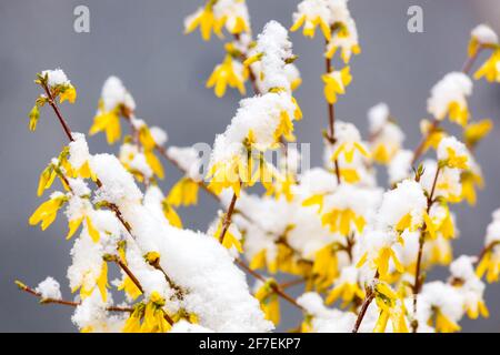 Forsythia x intermedia schneebedeckte Blumen, Forsythia blühende Sträucher Stockfoto