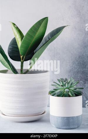 Grüner Ficus und echeveria in weißen Keramiktöpfen. Topfpflanzen auf weißem Tisch gegen Steinmauer - Bild Stockfoto