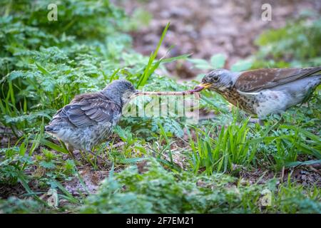 Soor fieldfare, Turdus pylaris, füttert das Küken mit Regenwürmern auf dem Boden. Ein erwachsenes Küken verließ das Nest, aber seine Eltern kümmern sich weiterhin um das Nest Stockfoto