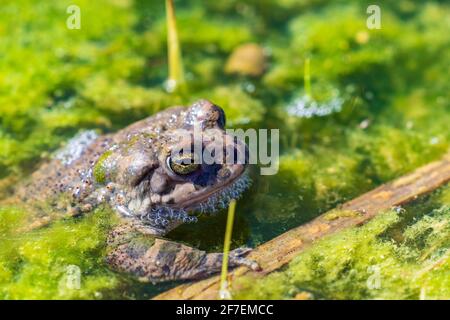 Frosch entspannen im Sumpf Stockfoto