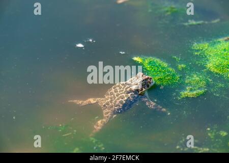 Frosch entspannen im Sumpf Stockfoto