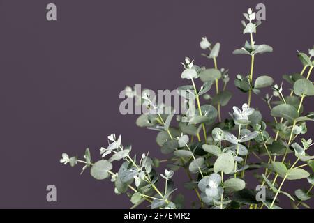Nahaufnahme der Eukalyptus-Pflanze Zweige vor Dunkelheit Grauer Hintergrund Stockfoto