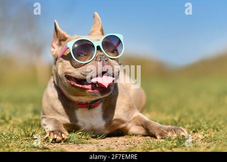 Lustige coole französische Bulldogge mit blauer Sonnenbrille im Sommer An heißen Tagen Stockfoto