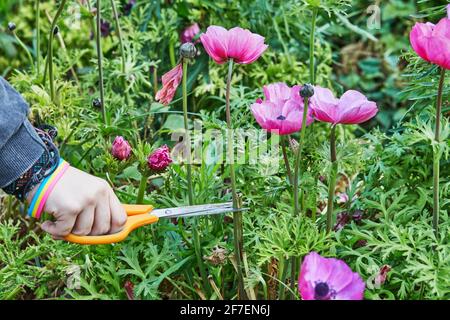 Die Hand mit einer Schere schneidet die Blume auf dem Bauernhof im Gewächshaus, wo sie wunderschöne, bunte Blumen sammelt Stockfoto