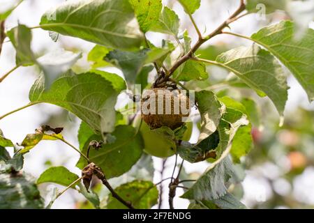 Die Ernte der Äpfel ruiniert von den Krankheiten der Obstbäume. Apfel ist von Pilz und Schimmel betroffen. Krankheitsschorf, ein lausiger fauler Apfel. Stockfoto