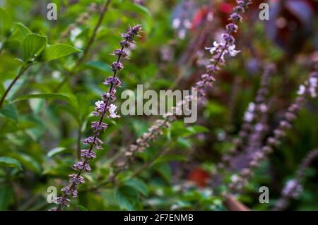 Tulsi (Ocimum sanctum) ist eine weit verbreitete, heilige Pflanze Indiens. Hindus bauen Tulsi als religiöse Pflanze in ihren Häusern, Tempeln und auf ihren Farmen an. Stockfoto