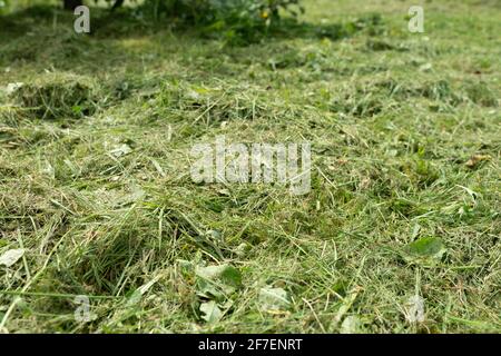 Frisch geschnittenes Gras Nahaufnahme. Grüner natürlicher Hintergrund. Stockfoto