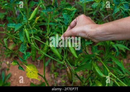 Die Ernte kann 75 Tage nach der Verpflanzung erfolgen. Die ersten beiden Pflücken ergeben grünes Chili und anschließend rote reife Früchte. Stockfoto